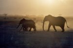 Amboseli